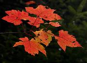 03 Maple Leaves 6215